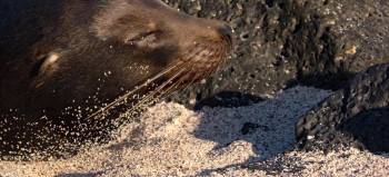 Screenshot 1 from Sea Lions of the Galapagos (Full Movie)