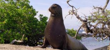 Screenshot 2 from Sea Lions of the Galapagos (Full Movie)