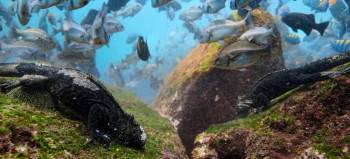 Screenshot 3 from Sea Lions of the Galapagos (Full Movie)