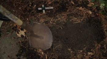 Screenshot 1 from Seduction Theory (Full Movie)