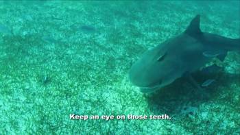 Screenshot 1 from Shark Week Pig vs. Shark (Full Movie)