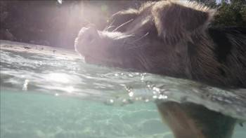 Screenshot 3 from Shark Week Pig vs. Shark (Full Movie)