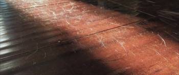 Screenshot 1 from Shedding (Full Movie)