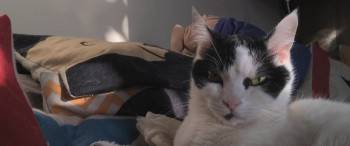 Screenshot 2 from Shedding (Full Movie)