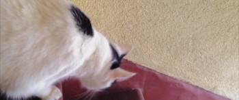 Screenshot 3 from Shedding (Full Movie)