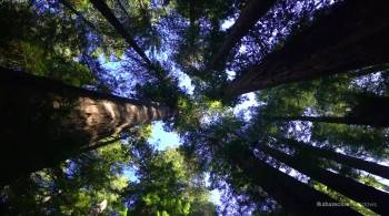 Screenshot 1 from Shinrin-Yoku : Forest Bathing (Full Movie)