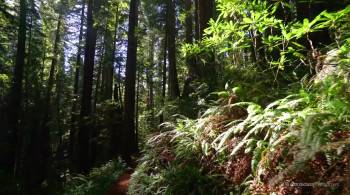 Screenshot 2 from Shinrin-Yoku : Forest Bathing (Full Movie)