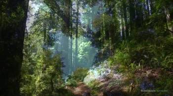 Screenshot 3 from Shinrin-Yoku : Forest Bathing (Full Movie)