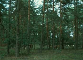 Screenshot 2 from Shoah (Full Movie)