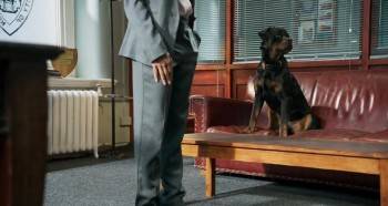 Screenshot 3 from Show Dogs (Full Movie)