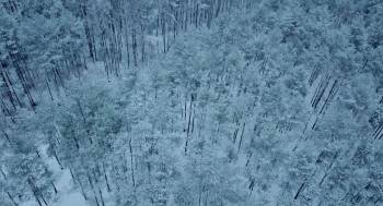 Screenshot 1 from Silent Trees (Full Movie)