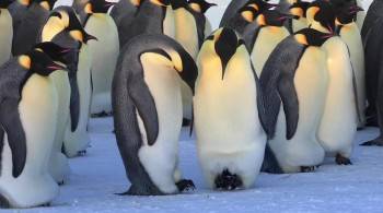 Screenshot 1 from Snow Chick: A Penguin's Tale (Full Movie)