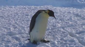 Screenshot 2 from Snow Chick: A Penguin's Tale (Full Movie)