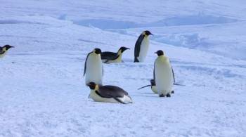 Screenshot 3 from Snow Chick: A Penguin's Tale (Full Movie)