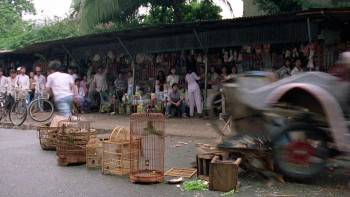 Screenshot 1 from Stars and Roses (Full Movie)
