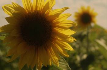 Screenshot 3 from Sunflower (Full Movie)