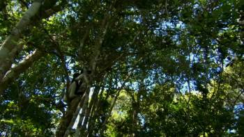 Screenshot 1 from Super Small Animals (Full Movie)