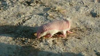 Screenshot 2 from Super Small Animals (Full Movie)