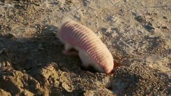 Screenshot 3 from Super Small Animals (Full Movie)