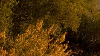Screenshot 1 from Supercroc (Full Movie)