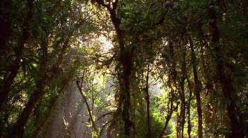 Screenshot 2 from Tainá 2: A Aventura Continua (Full Movie)