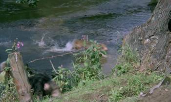 Screenshot 3 from Tarka the Otter (Full Movie)