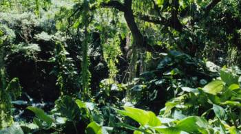 Screenshot 1 from Tarzan in Manhattan (Full Movie)