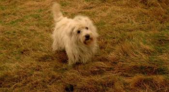 Screenshot 1 from The Adventures of Greyfriars Bobby (Full Movie)