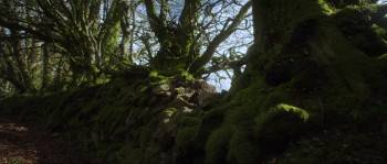 Screenshot 3 from The Adventures of Maid Marian (Full Movie)