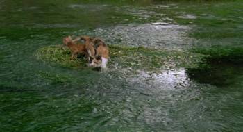 Screenshot 1 from The Adventures of Milo and Otis (Full Movie)