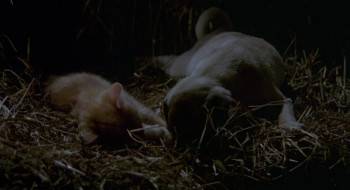 Screenshot 3 from The Adventures of Milo and Otis (Full Movie)