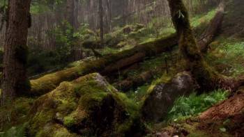 Screenshot 1 from The Amazing Panda Adventure (Full Movie)