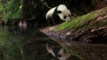 Screenshot 3 from The Amazing Panda Adventure (Full Movie)