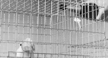 Screenshot 2 from The Black Cat (Full Movie)