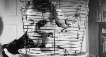 Screenshot 3 from The Black Cat (Full Movie)
