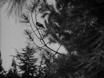 Screenshot 3 from The Blue Bird (Full Movie)
