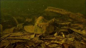 Screenshot 2 from The Blue Planet (Full Movie)