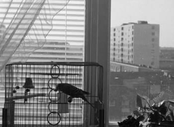 Screenshot 1 from The Boy and the Kite (Full Movie)