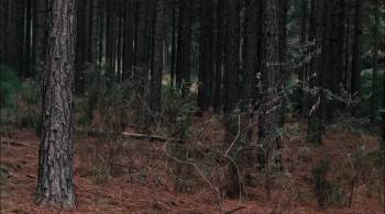 Screenshot 2 from The Breed (Full Movie)