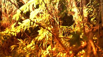 Screenshot 1 from The Cavern (Full Movie)