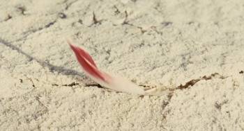 Screenshot 1 from The Crimson Wing: Mystery of the Flamingos (Full Movie)