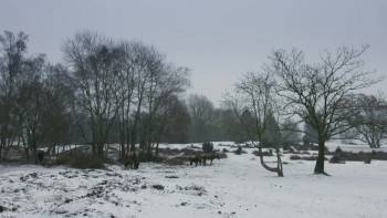Screenshot 3 from The Crown's Ancient Forest (Full Movie)