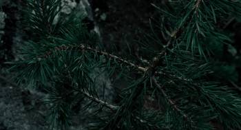 Screenshot 2 from The Cuckoo (Full Movie)