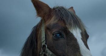 Screenshot 3 from The Echo (Full Movie)