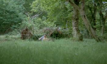 Screenshot 3 from The Edifying and Joyous Story of Colinot (Full Movie)