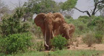 Screenshot 1 from The Elephant Queen (Full Movie)