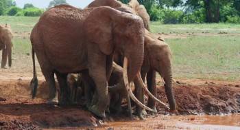 Screenshot 3 from The Elephant Queen (Full Movie)