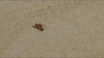 Screenshot 1 from The Empty Acre (Full Movie)