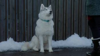 Screenshot 3 from The Finnish Line (Full Movie)