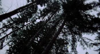 Screenshot 1 from The Food of the Gods (Full Movie)